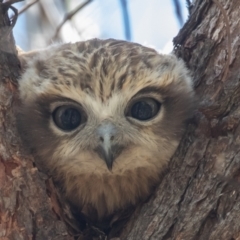 Ninox boobook at Acton, ACT - 20 Feb 2023