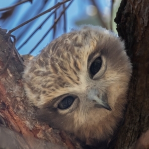 Ninox boobook at Acton, ACT - 20 Feb 2023