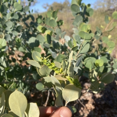 Codonocarpus cotinifolius (Bell-fruit Tree, Native Poplar) at Indee, WA - 12 Jul 2022 by MattM