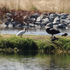 Platalea regia (Royal Spoonbill) at Fyshwick, ACT - 15 Mar 2023 by RodDeb