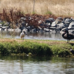 Platalea regia at Fyshwick, ACT - 15 Mar 2023