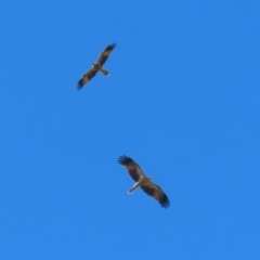 Haliastur sphenurus (Whistling Kite) at Fyshwick, ACT - 15 Mar 2023 by RodDeb