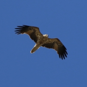 Haliastur sphenurus at Fyshwick, ACT - 15 Mar 2023