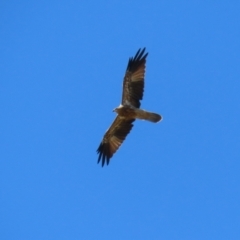 Haliastur sphenurus at Fyshwick, ACT - 15 Mar 2023