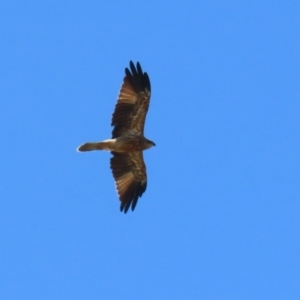 Haliastur sphenurus at Fyshwick, ACT - 15 Mar 2023 11:06 AM