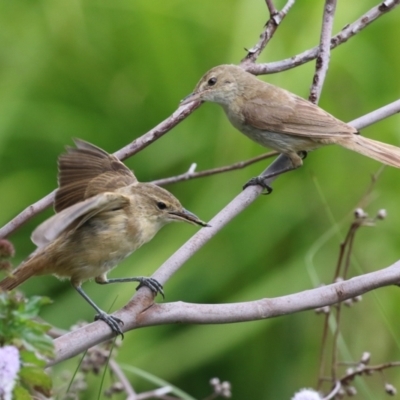 Acrocephalus australis (Australian Reed-Warbler) at Fyshwick, ACT - 15 Mar 2023 by RodDeb