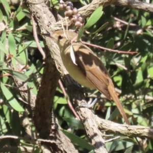 Acrocephalus australis at Fyshwick, ACT - 15 Mar 2023 11:53 AM