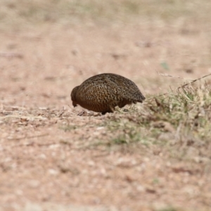 Synoicus ypsilophorus at Fyshwick, ACT - 15 Mar 2023