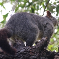 Trichosurus vulpecula (Common Brushtail Possum) at Fyshwick, ACT - 15 Mar 2023 by RodDeb