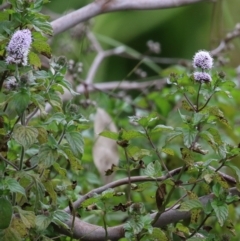 Mentha x piperita at Fyshwick, ACT - 15 Mar 2023