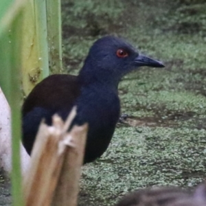 Zapornia tabuensis at Fyshwick, ACT - 15 Mar 2023 02:04 PM