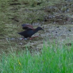 Zapornia tabuensis at Fyshwick, ACT - 15 Mar 2023 02:04 PM