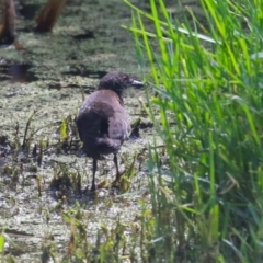 Zapornia tabuensis at Fyshwick, ACT - 15 Mar 2023 02:04 PM