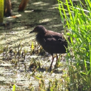 Zapornia tabuensis at Fyshwick, ACT - 15 Mar 2023 02:04 PM