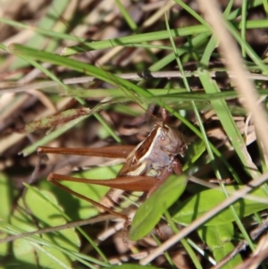 Conocephalus upoluensis at Mongarlowe, NSW - 16 Mar 2023