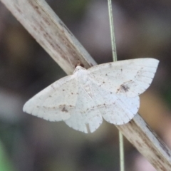 Taxeotis (genus) (Unidentified Taxeotis geometer moths) at Mongarlowe River - 16 Mar 2023 by LisaH