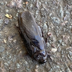 Panesthia australis (Common wood cockroach) at Mitchell, ACT - 16 Mar 2023 by SteveBorkowskis