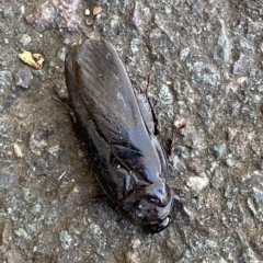 Panesthia australis (Common wood cockroach) at Mitchell, ACT - 16 Mar 2023 by Steve_Bok