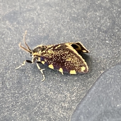 Cebysa leucotelus (Australian Bagmoth) at Molonglo Valley, ACT - 16 Mar 2023 by SteveBorkowskis