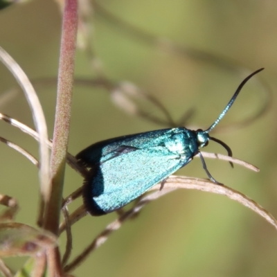 Pollanisus viridipulverulenta (Satin-green Forester) at Mongarlowe River - 16 Mar 2023 by LisaH