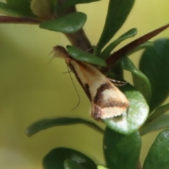 Thema psammoxantha at Mongarlowe, NSW - suppressed