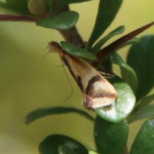 Thema psammoxantha at Mongarlowe, NSW - suppressed