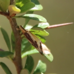 Thema psammoxantha at Mongarlowe, NSW - suppressed