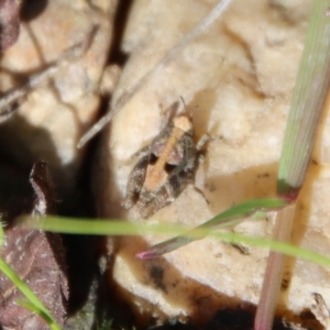 Tetrigidae (family) at Mongarlowe, NSW - suppressed