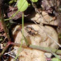 Tetrigidae (family) at Mongarlowe, NSW - 16 Mar 2023