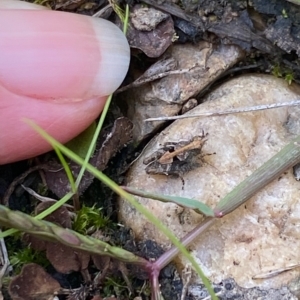 Tetrigidae (family) at Mongarlowe, NSW - 16 Mar 2023