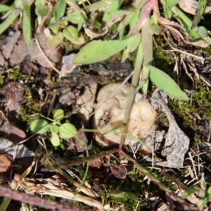 Tetrigidae (family) at Mongarlowe, NSW - suppressed