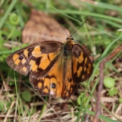 Heteronympha penelope (Shouldered Brown) at Mongarlowe River - 16 Mar 2023 by LisaH