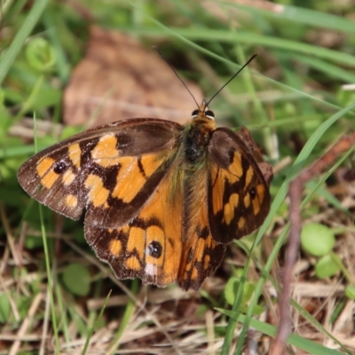 Heteronympha penelope (Shouldered Brown) at Mongarlowe River - 16 Mar 2023 by LisaH