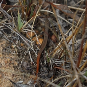 Morethia boulengeri at Cook, ACT - 27 Feb 2023