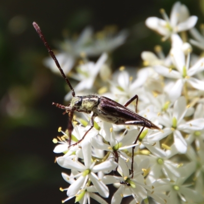 Distichocera fuliginosa (Longhorn or Longicorn beetle) at Mongarlowe, NSW - 16 Mar 2023 by LisaH