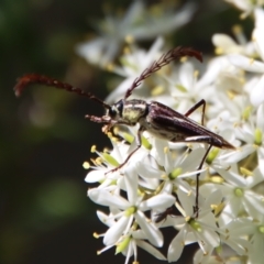 Distichocera fuliginosa at Mongarlowe, NSW - suppressed