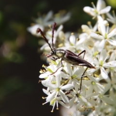 Distichocera fuliginosa at Mongarlowe, NSW - suppressed