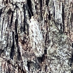 Lepidoptera unclassified ADULT moth (Unidentified - Moth) at O'Connor, ACT - 16 Mar 2023 by Hejor1