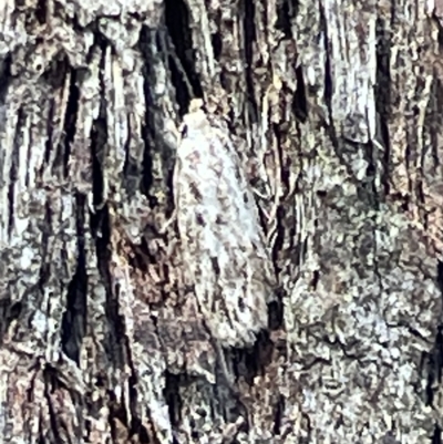 Lepidoptera unclassified ADULT moth (Unidentified - Moth) at O'Connor, ACT - 16 Mar 2023 by Hejor1