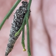 Lepidoscia (genus) IMMATURE (Unidentified Cone Case Moth larva, pupa, or case) at O'Connor, ACT - 16 Mar 2023 by Hejor1