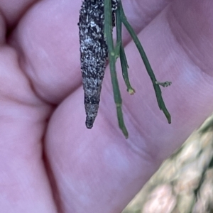 Conoeca or Lepidoscia (genera) IMMATURE at O'Connor, ACT - 16 Mar 2023