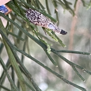 Conoeca or Lepidoscia (genera) IMMATURE at O'Connor, ACT - 16 Mar 2023