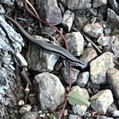 Morethia boulengeri (Boulenger's Skink) at O'Connor, ACT - 16 Mar 2023 by Hejor1