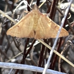 Endotricha (genus) (A Pyralid moth) at O'Connor, ACT - 16 Mar 2023 by Hejor1