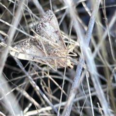 Endotricha (genus) (A Pyralid moth) at O'Connor, ACT - 16 Mar 2023 by Hejor1