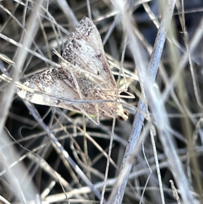 Endotricha (genus) (A Pyrlaid moth) at O'Connor, ACT - 16 Mar 2023 by Hejor1