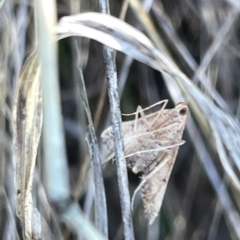 Endotricha (genus) at O'Connor, ACT - 16 Mar 2023 05:00 PM