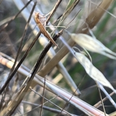 Endotricha (genus) at O'Connor, ACT - 16 Mar 2023 05:00 PM