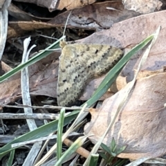 Scopula rubraria (Reddish Wave, Plantain Moth) at O'Connor, ACT - 16 Mar 2023 by Hejor1