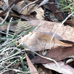 Scopula rubraria at O'Connor, ACT - 16 Mar 2023 05:03 PM